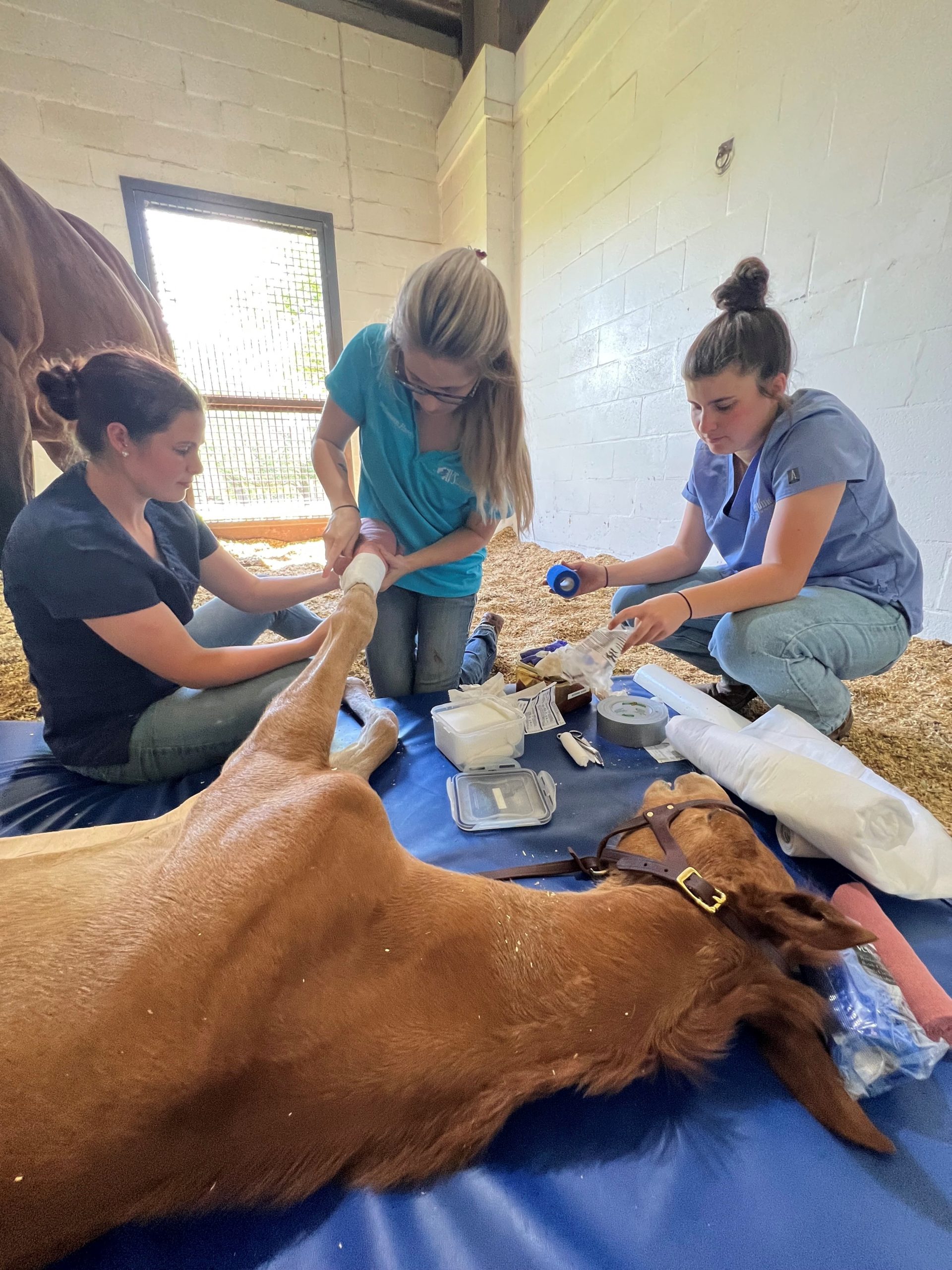 Externships – AVS Equine Medical and Surgical Hospital | Tallahassee FL